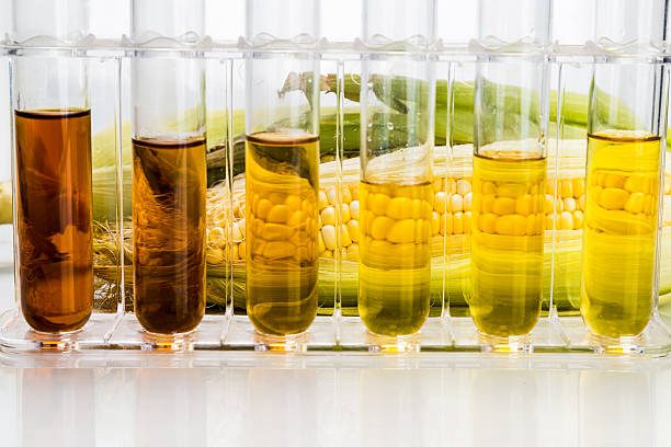 A row of glass containers filled with liquid next to corn.